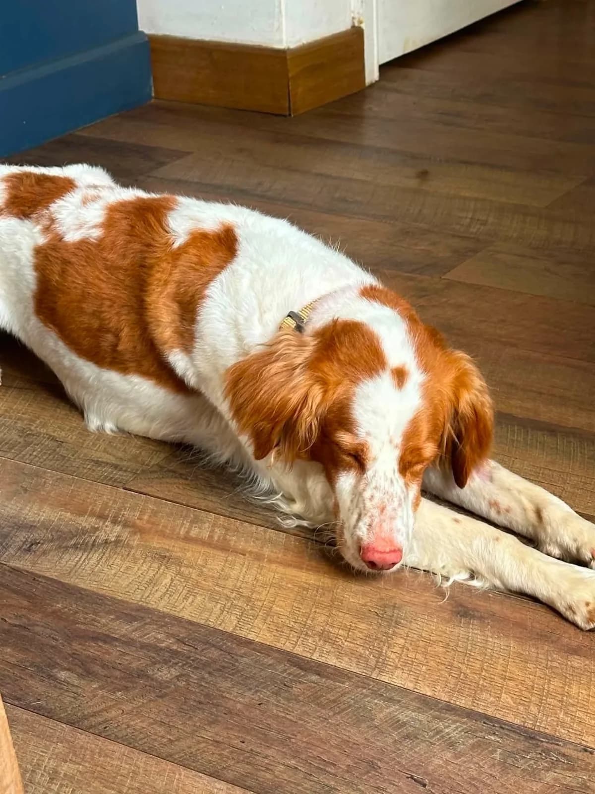 Kika, female 4yo mixed breed for adoption at Save Our Spaniels