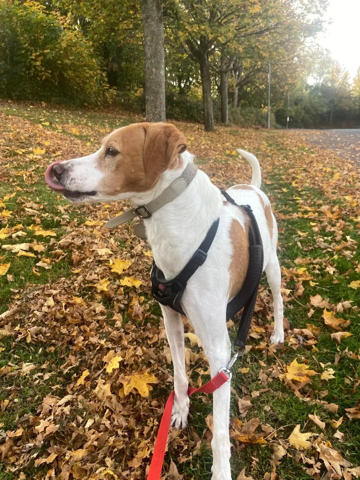 Long term foster home, mixed breed for adoption at Save Our Spaniels