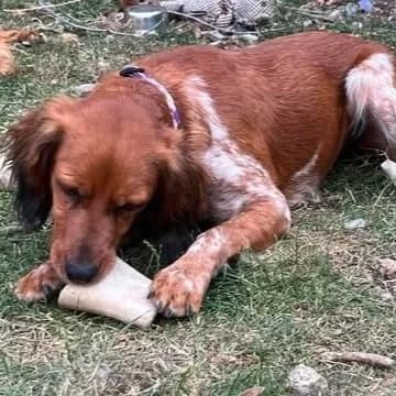 Peanut, male mixed breed for adoption at Save Our Spaniels