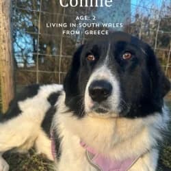 Connie, young Mixed Breed for adoption at Saving Saints Rescue UK (Big Paws Welfare)