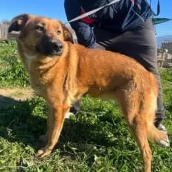 Cinnammon, 3yo Mixed Breed for adoption at Saving Saints Rescue UK (Big Paws Welfare)