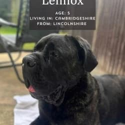 Lennox, 5yo Mixed Breed for adoption at Saving Saints Rescue UK (Big Paws Welfare)