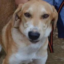 Vafla, 6yo mixed breed for adoption at Saving Saints Rescue UK (Big Paws Welfare)