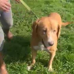 Coro, 3yo Mixed Breed for adoption at Saving Saints Rescue UK (Big Paws Welfare)