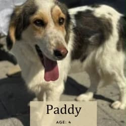 Paddy, 3yo Shar Pei for adoption at Saving Saints Rescue UK (Big Paws Welfare)