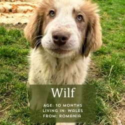 Wilf, puppy Puli for adoption at Saving Saints Rescue UK (Big Paws Welfare)