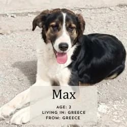 Max, young American Staffordshire Terrier for adoption at Saving Saints Rescue UK (Big Paws Welfare)