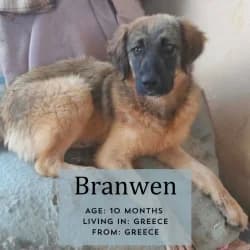 Branwen, puppy Degu for adoption at Saving Saints Rescue UK (Big Paws Welfare)