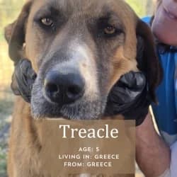 Treacle, 5yo Mixed Breed for adoption at Saving Saints Rescue UK (Big Paws Welfare)