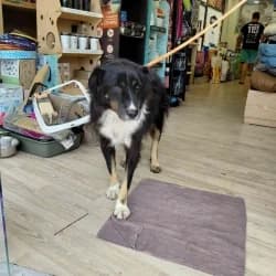 Babar, 5yo Mixed Breed for adoption at Saving Saints Rescue UK (Big Paws Welfare)