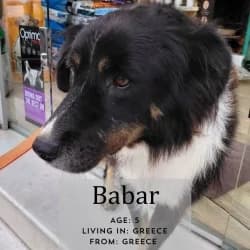 Babar, 5yo Mixed Breed for adoption at Saving Saints Rescue UK (Big Paws Welfare)