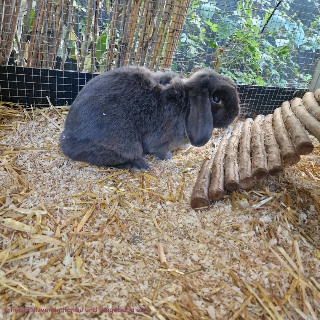 Fleckchen und Flauschi, male 4yo mixed breed for adoption at Tierschutz Hanau, Hanau