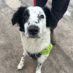Molly, young Mixed Breed for adoption at Saving Saints Rescue UK (Big Paws Welfare)