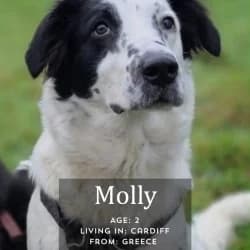 Molly, young Mixed Breed for adoption at Saving Saints Rescue UK (Big Paws Welfare)