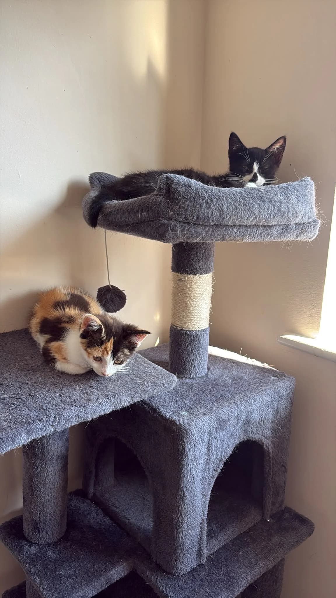Lily & Leo, female puppy Mixed Breed Cat for adoption at Saving Strays Animal Rescue