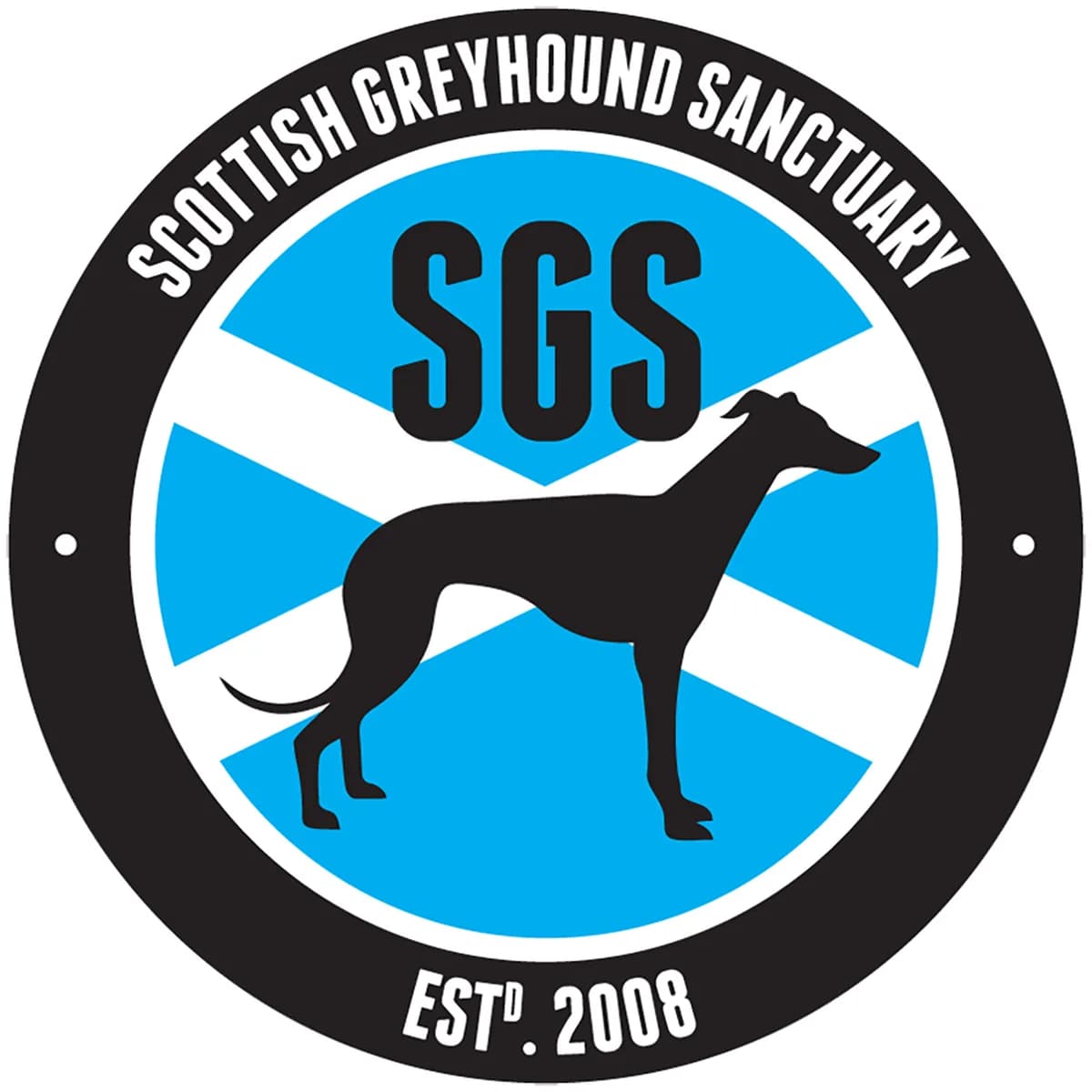 Teddy, male Greyhound for adoption at Scottish Greyhound Sanctuary