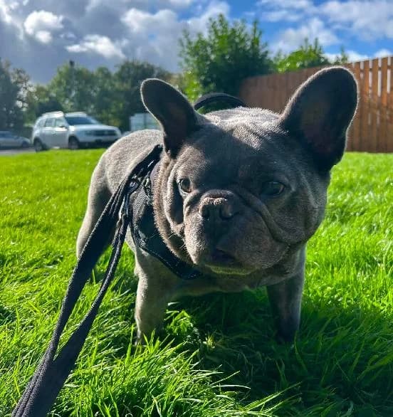 Rocco, male senior English Bulldog for adoption at Scottish SPCA, Edinburgh