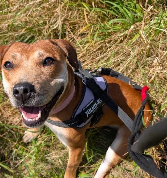 Cali, female young Staffordshire Bull Terrier for adoption at Scottish SPCA, Edinburgh