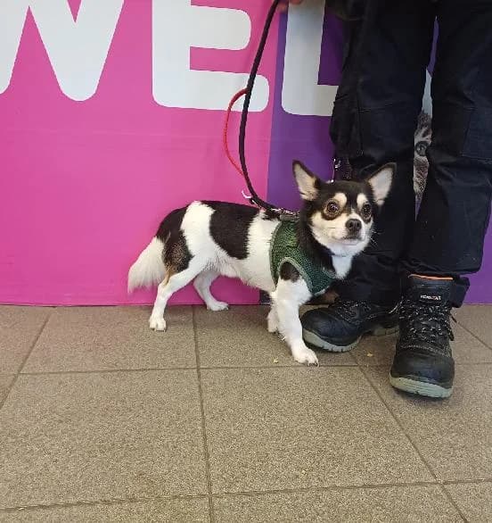 Spud, male young Chihuahua for adoption at Scottish SPCA, Edinburgh