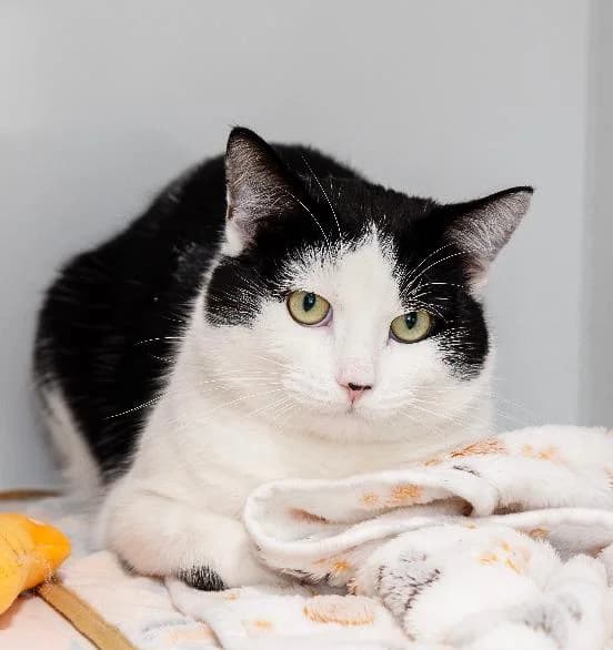 Snuggie, male mixed breed for adoption at Scottish SPCA, Edinburgh