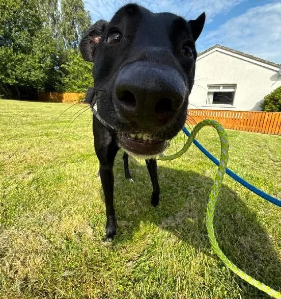 Leia, female 5yo English Bulldog for adoption at Scottish SPCA, Edinburgh