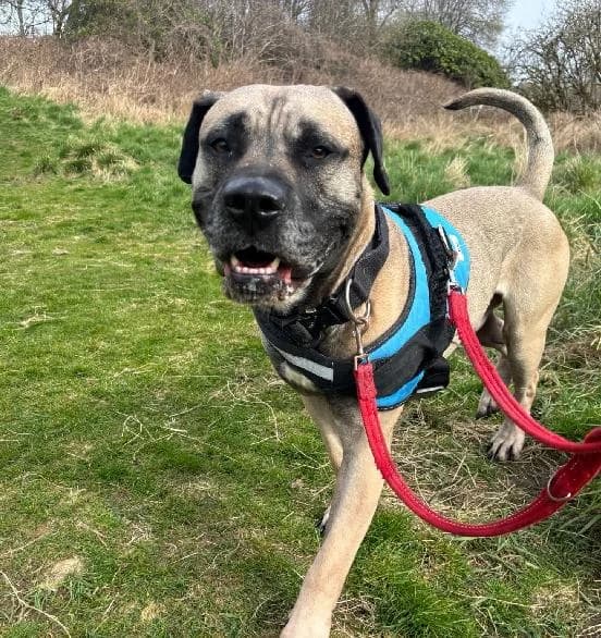 Shadow, male Presa Canario for adoption at Edinburgh