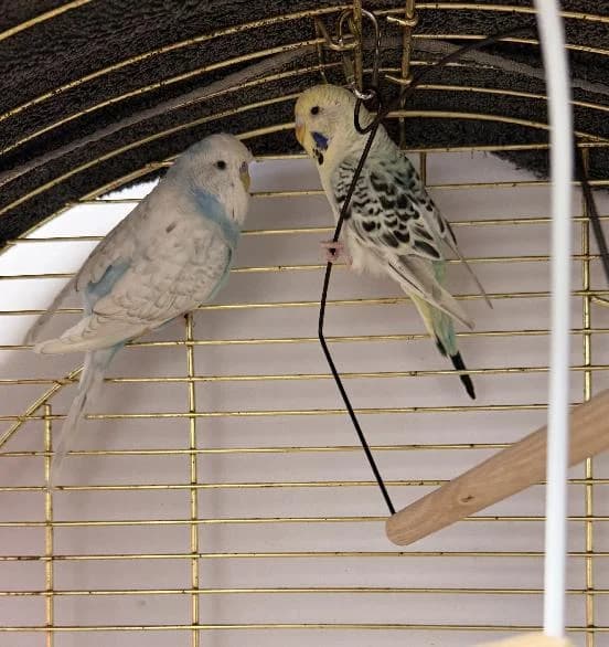 Baloo and Rukyn, Budgerigar for adoption at Scottish SPCA, Edinburgh