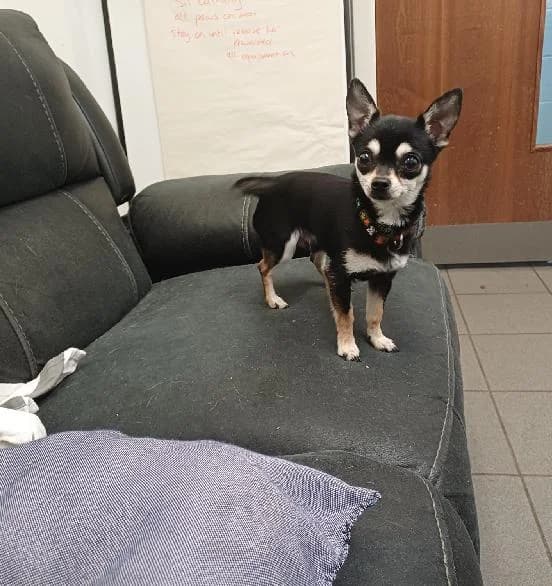 Bruno, male young Chihuahua for adoption at Scottish SPCA, Edinburgh