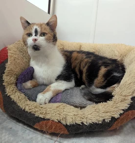 Ginger, female Mixed Breed Cat for adoption at Scottish SPCA, Edinburgh