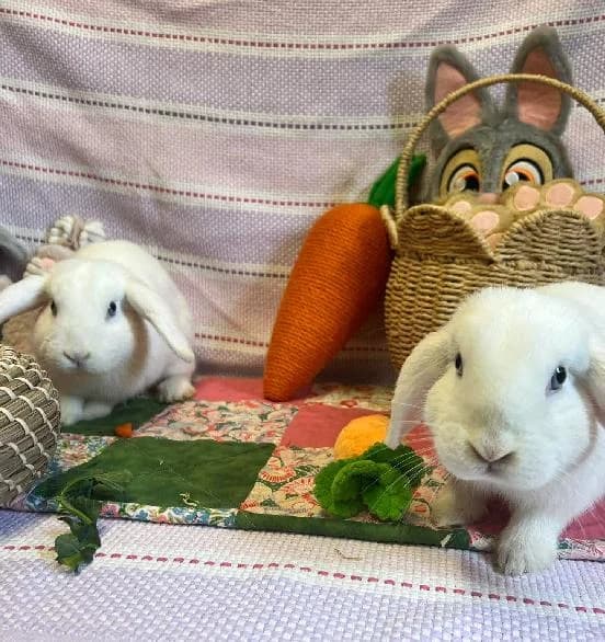 Nicholas & Rudolph, male Mixed Breed for adoption at Scottish SPCA, Edinburgh