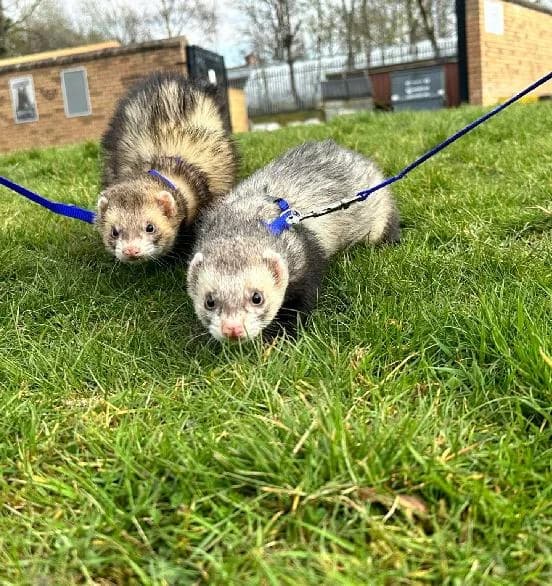 Tom & Jerry, male mixed breed for adoption at Scottish SPCA, Edinburgh