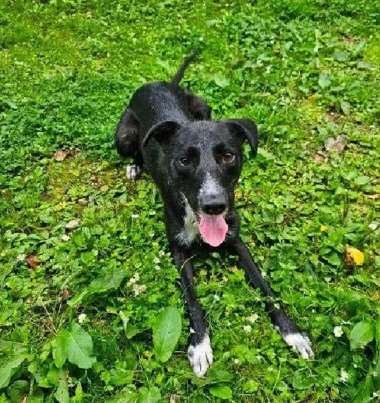 Norris, male young Lurcher for adoption at Scottish SPCA, Edinburgh