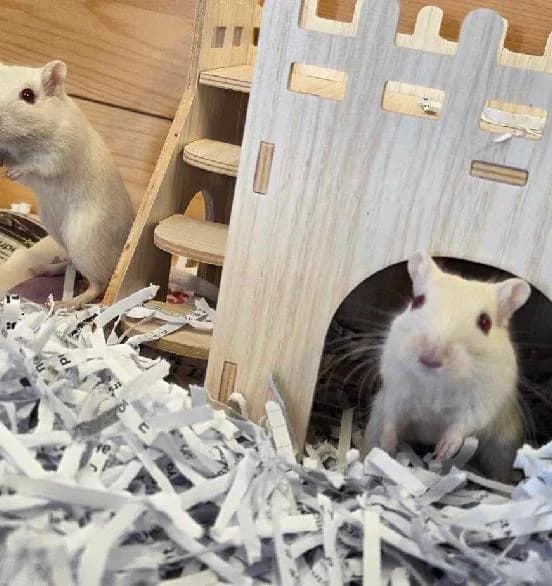 Jammie & Dodger, female mixed breed for adoption at Scottish SPCA, Edinburgh