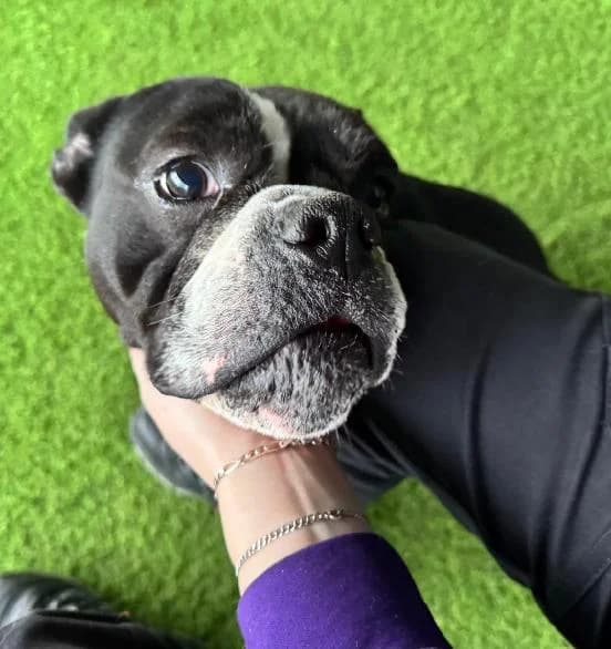 Peggy, female English Bulldog for adoption at Edinburgh