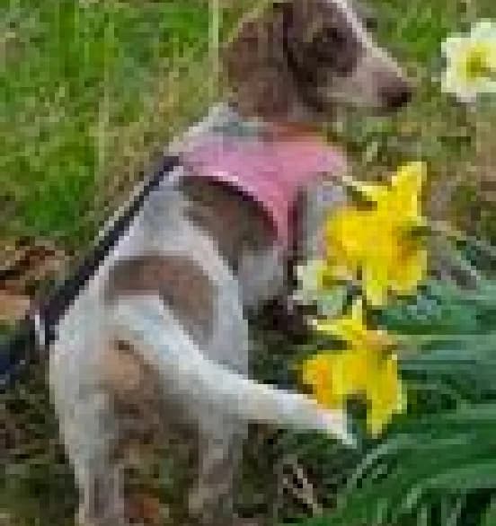 Alfie, male Dachshund for adoption at Edinburgh