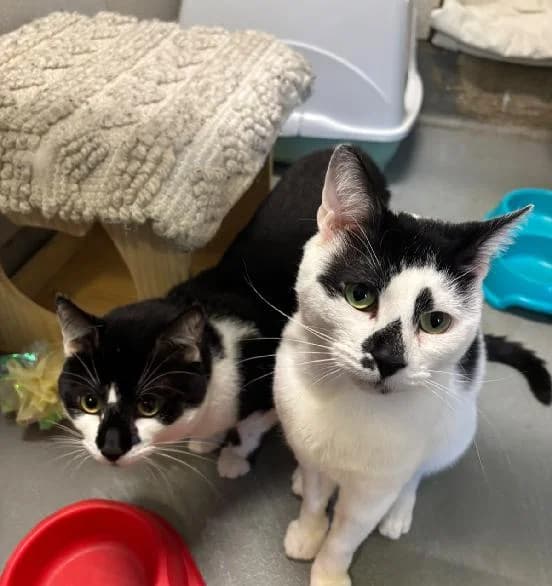 Rick and Daryll, male 5yo Mixed Breed Cat for adoption at Scottish SPCA, Edinburgh
