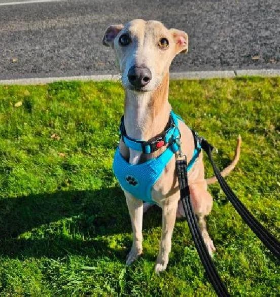 Blue, male 4yo Whippet for adoption at Scottish SPCA, Edinburgh