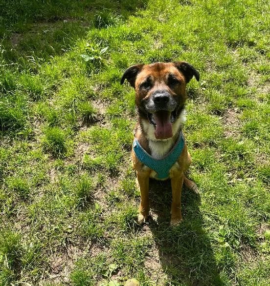 Zeus, male 4yo English Bulldog for adoption at Scottish SPCA, Edinburgh
