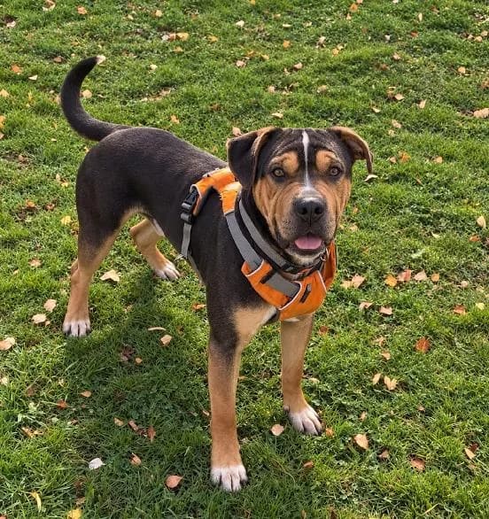 Teddy, male young Mixed Breed for adoption at Scottish SPCA, Edinburgh