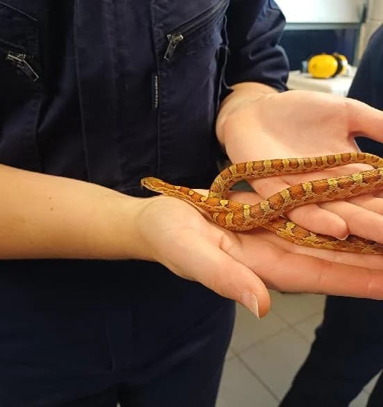Tassel, mixed breed for adoption at Scottish SPCA, Edinburgh