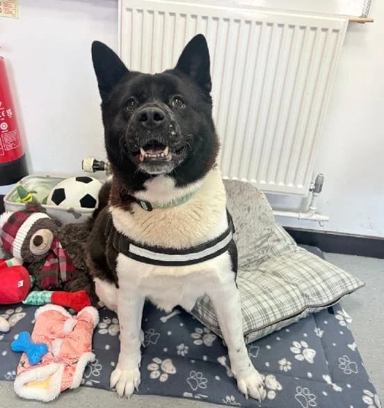 Tinkerbell, female 4yo Akita for adoption at Scottish SPCA, Edinburgh