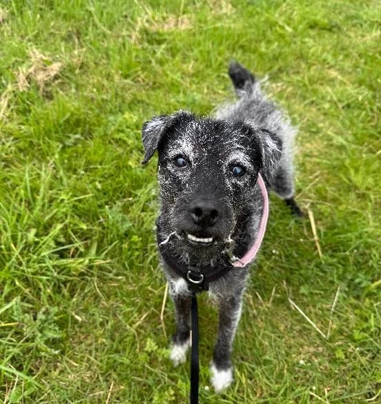 Tyro, male senior Patterdale Terrier for adoption at Scottish SPCA, Edinburgh