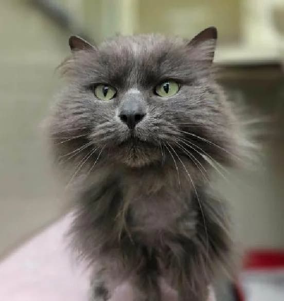 Millie, female Mixed Breed Cat for adoption at Scottish SPCA, Edinburgh