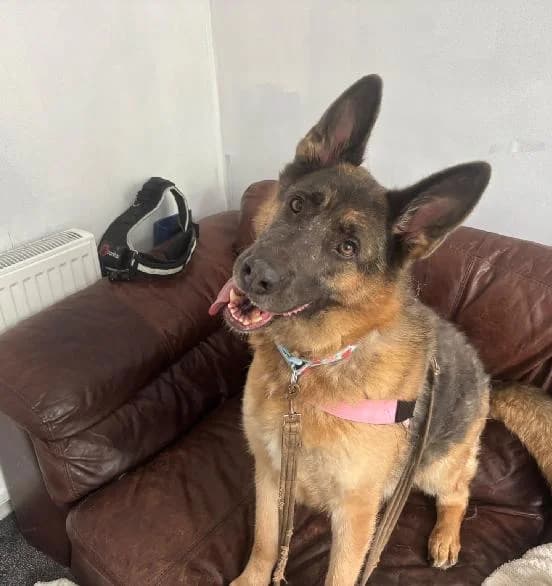 Molly, female 4yo German Shepherd for adoption at Scottish SPCA, Edinburgh
