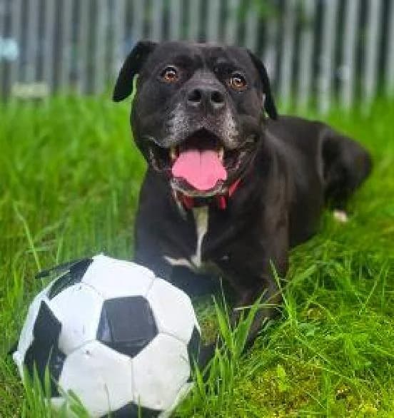 Kora, female 5yo English Bulldog for adoption at Scottish SPCA, Edinburgh