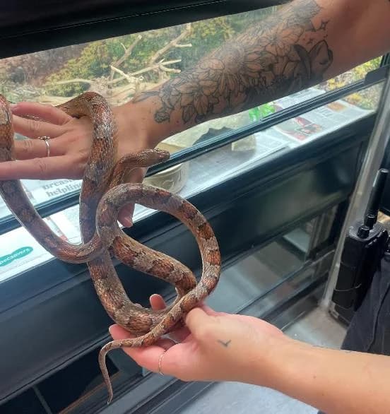 Foxy, female mixed breed for adoption at Scottish SPCA, Edinburgh