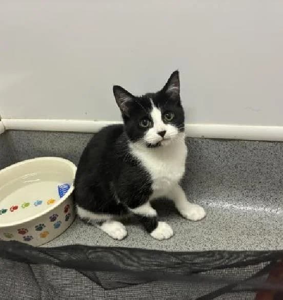 Alanas, male puppy Mixed Breed Cat for adoption at Scottish SPCA, Edinburgh