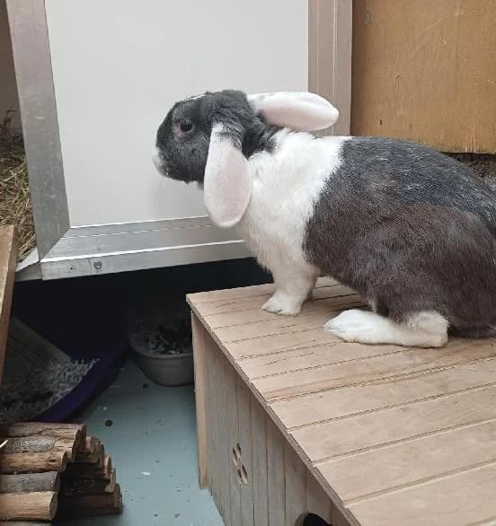 Andy, male 5yo Mixed Breed for adoption at Scottish SPCA, Edinburgh