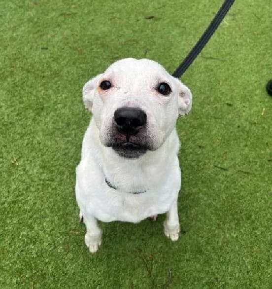 Zeus, male 4yo English Bulldog for adoption at Scottish SPCA, Edinburgh