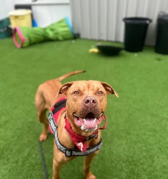Diablo, male young Mastiff for adoption at Scottish SPCA, Edinburgh